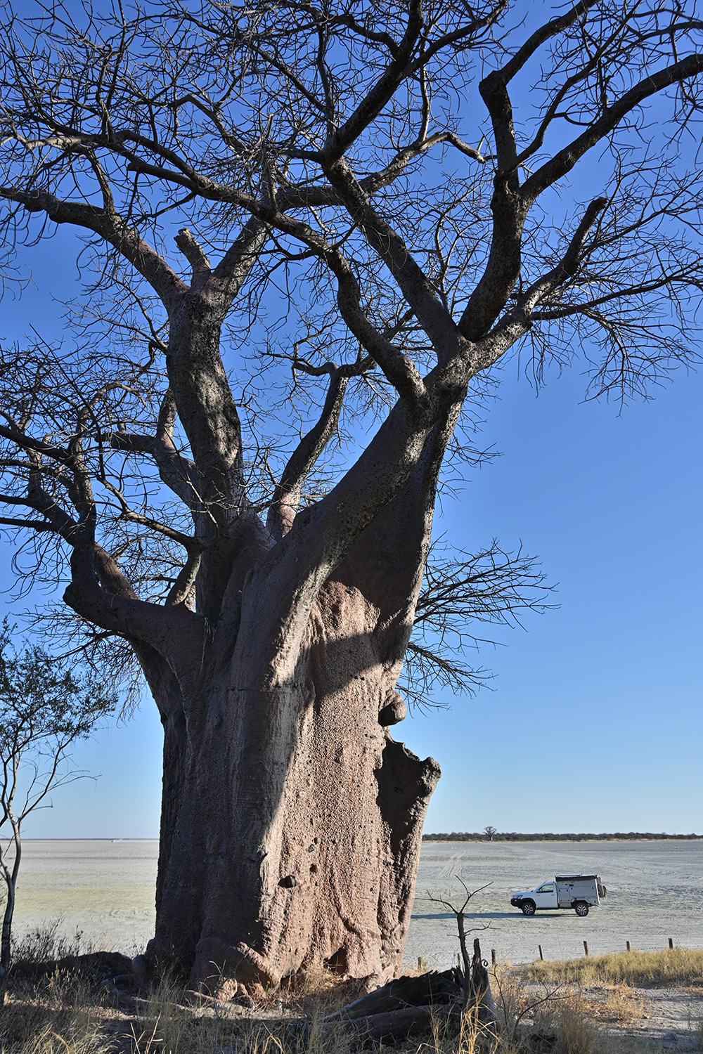 view of baobab tree with camper van in background at Baines Baobab