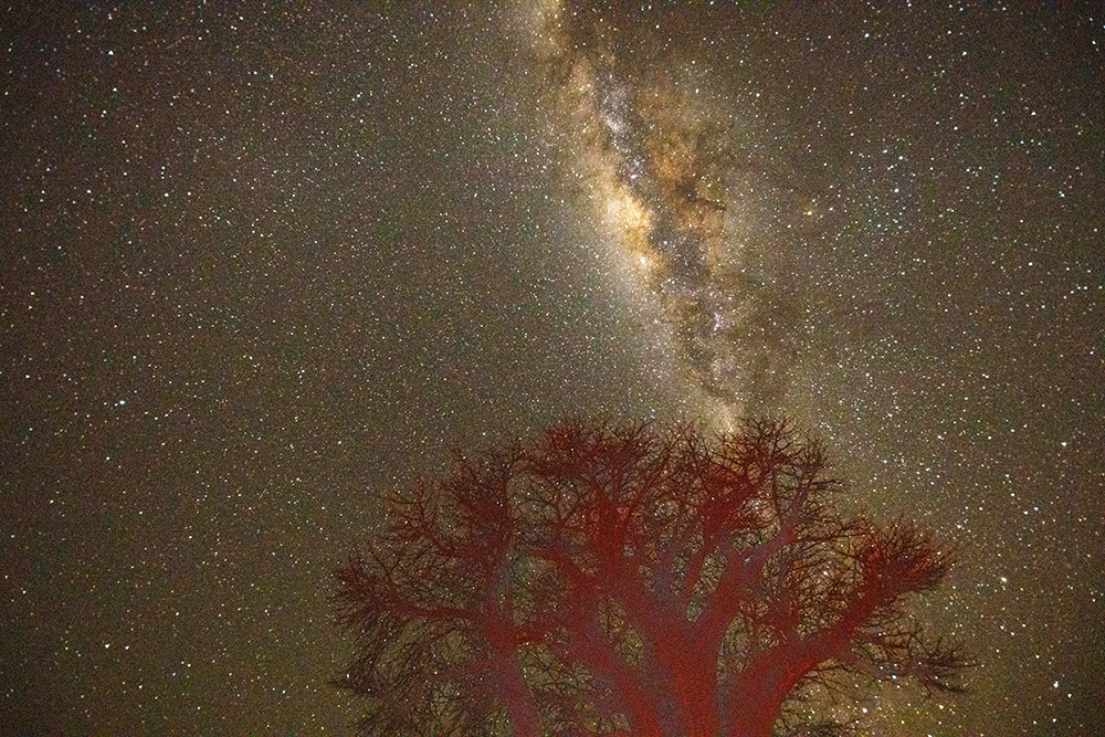 the milky way from the campsite at Baines Baobab