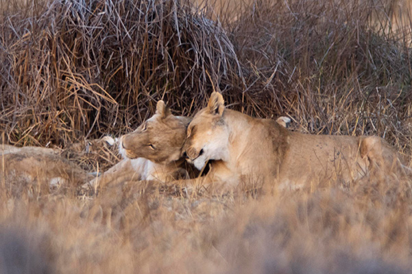 two lions having a loving head bump