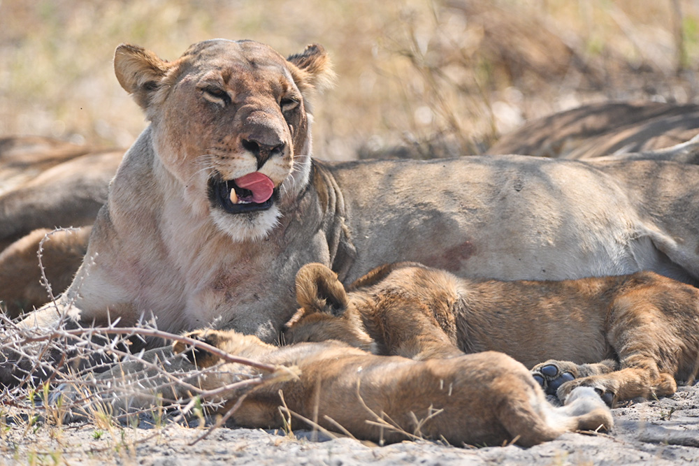 mother lion sitting with her two cubs